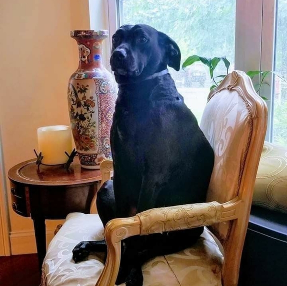 Meet your Posher, Dorothy - Picture 2 of 4